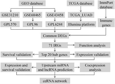 Identification of a Competing Endogenous RNA Network Related to Immune Signature in Lung Adenocarcinoma